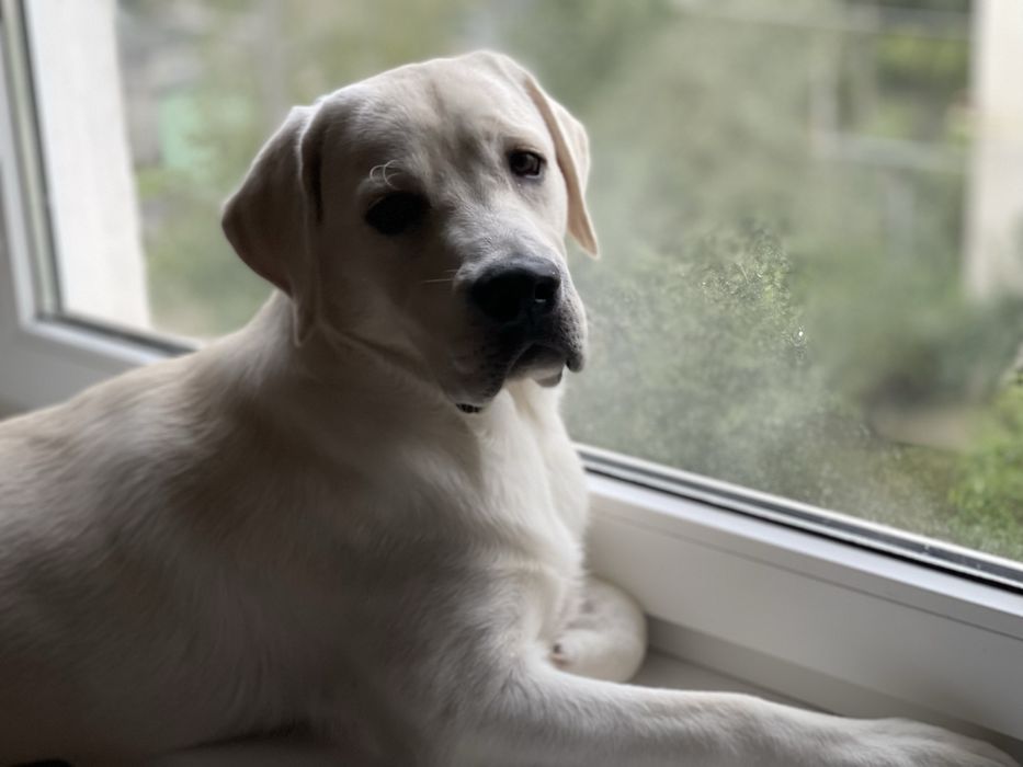 Лабрадор шукає подружку! Вʼязка.