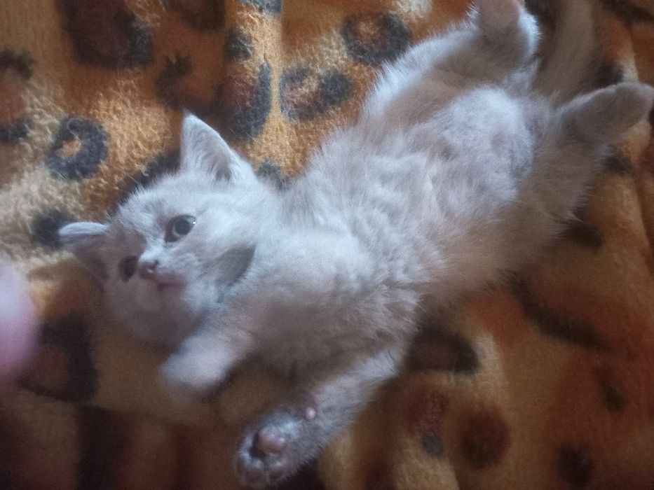 Шотландські кошенята