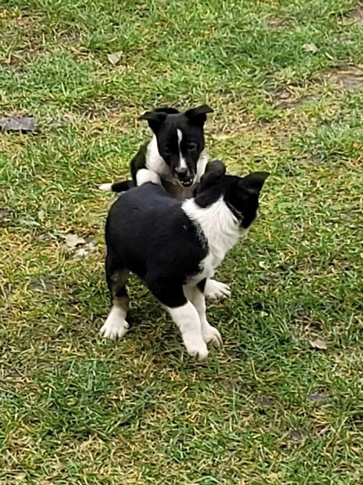 Oddam szczeniaki w dobre ręce za darmo.