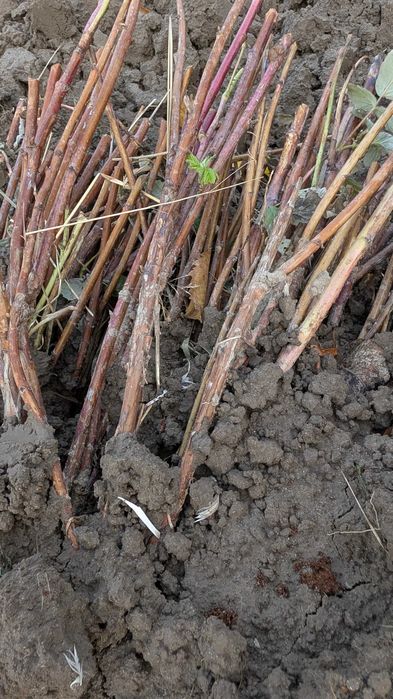 Malina jesienna Polesie - sadzonki