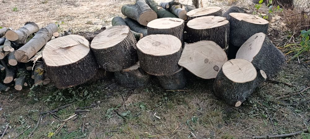 Sprzedam drzewo jesion