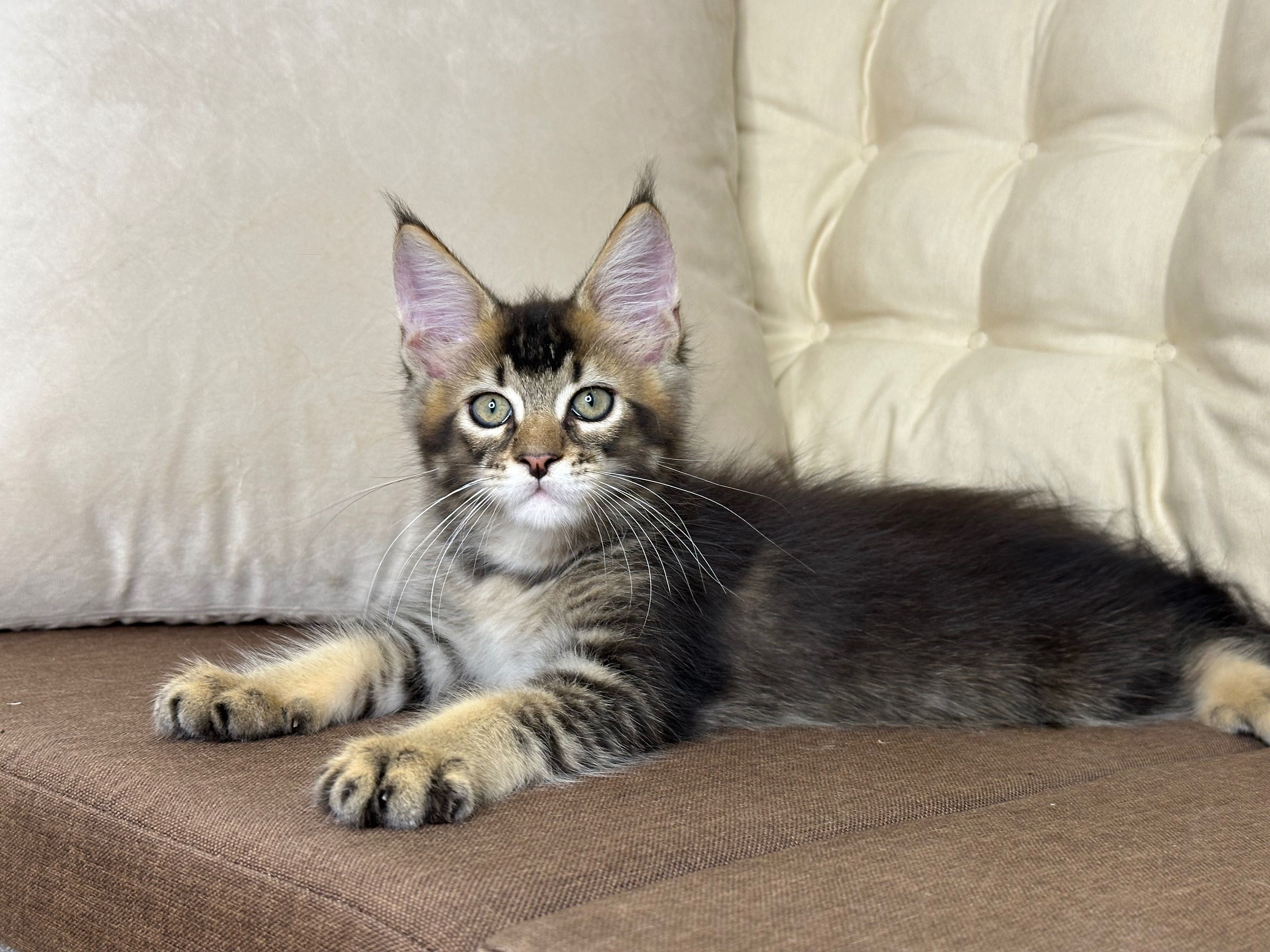 Daniel-Kocurek Maine Coon