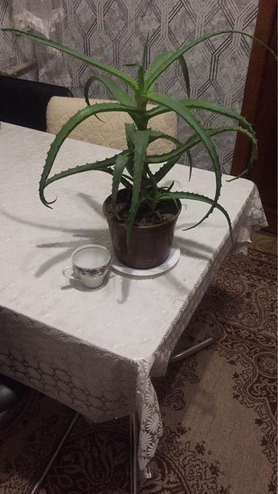 Алоє 5 і 4 роки «Товсте соковите листя»