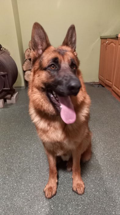 Вязка немецкий овчарка