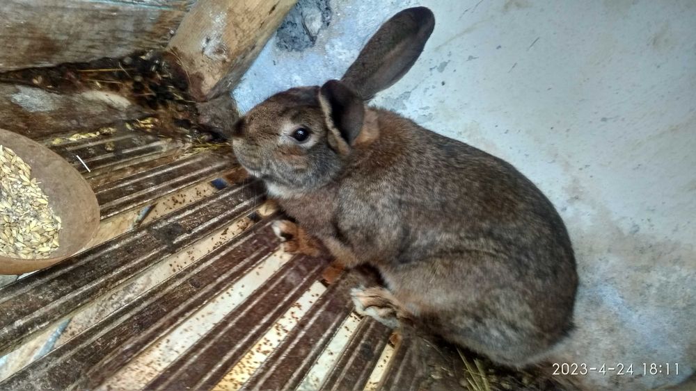 Продам самця дорослого