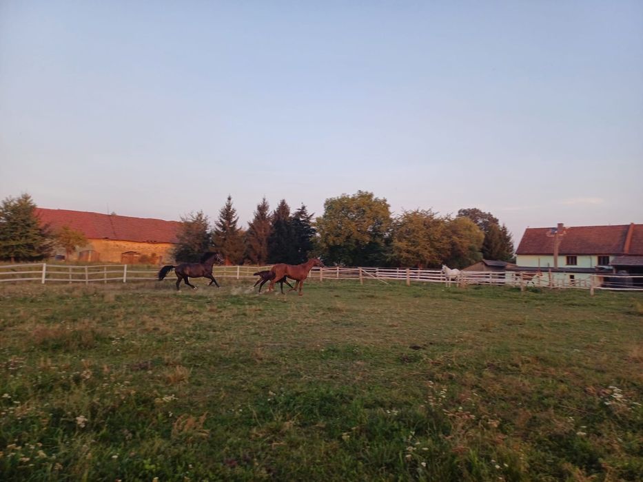 Agroturystyka Przy Stajni