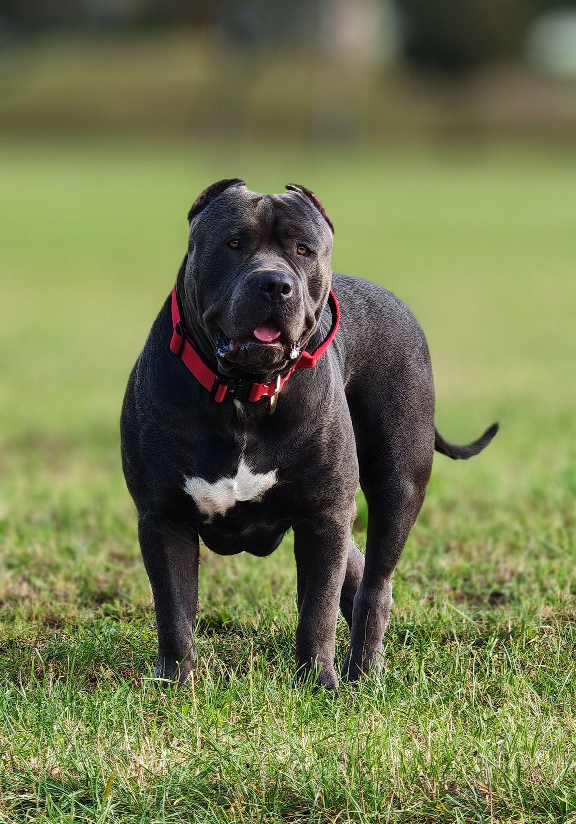 American Bully XL, GLB LUO YI