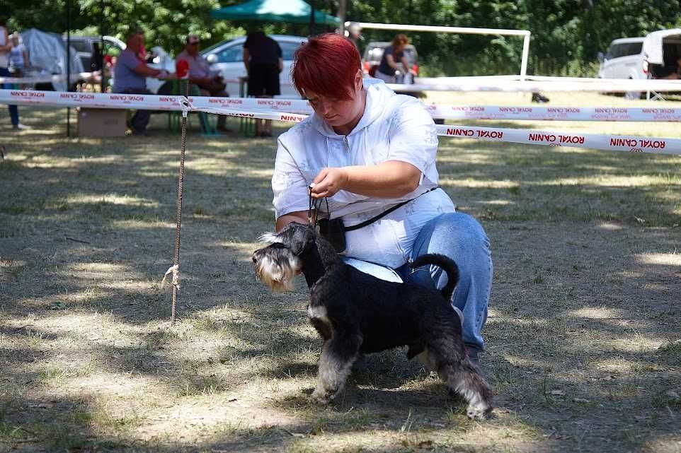 вязка кобель цвергшнауцер