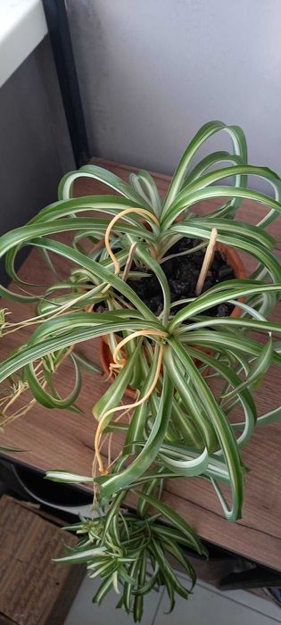 Продам хлорофитум "Бонні"