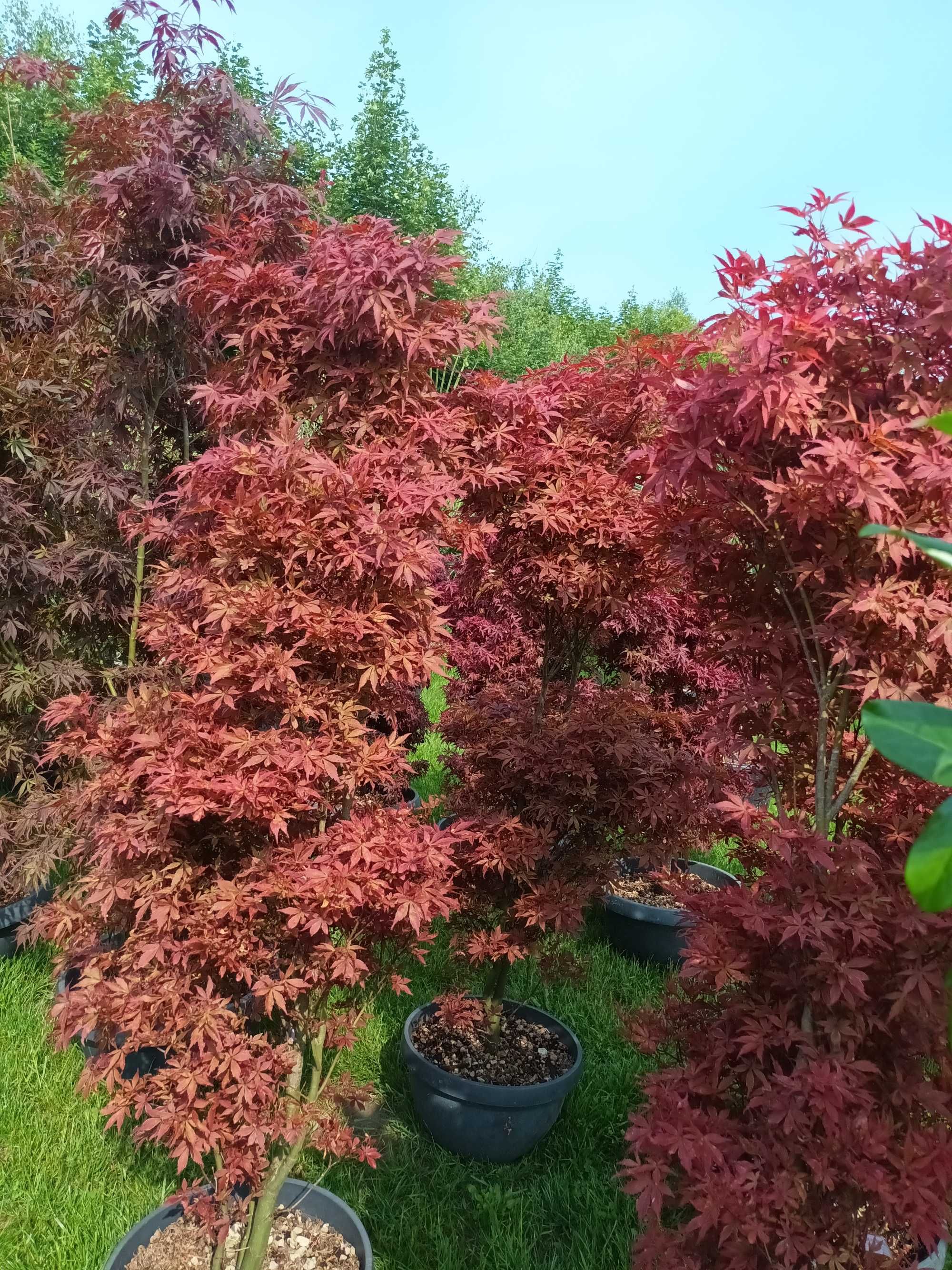 Klon Acer Palmatum Skeeters Broom wys150-190cm GĘSTE DUŻE OKAZY