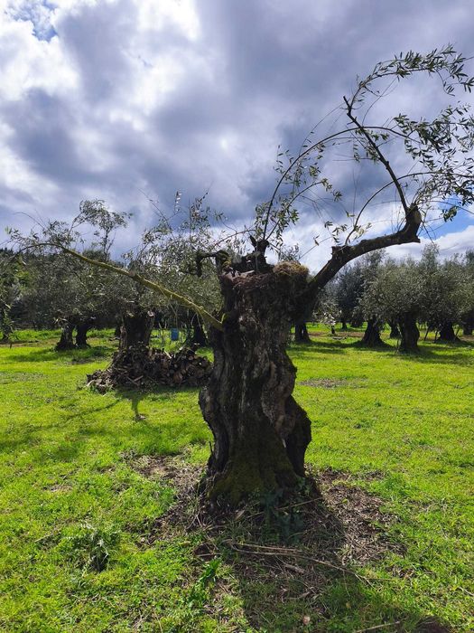 Oliveiras centenária