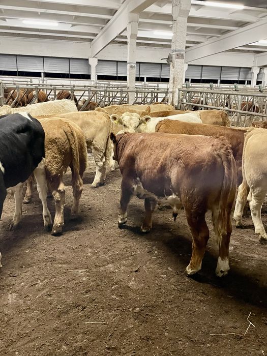 Byczki odsadki scharolez limuze blonde