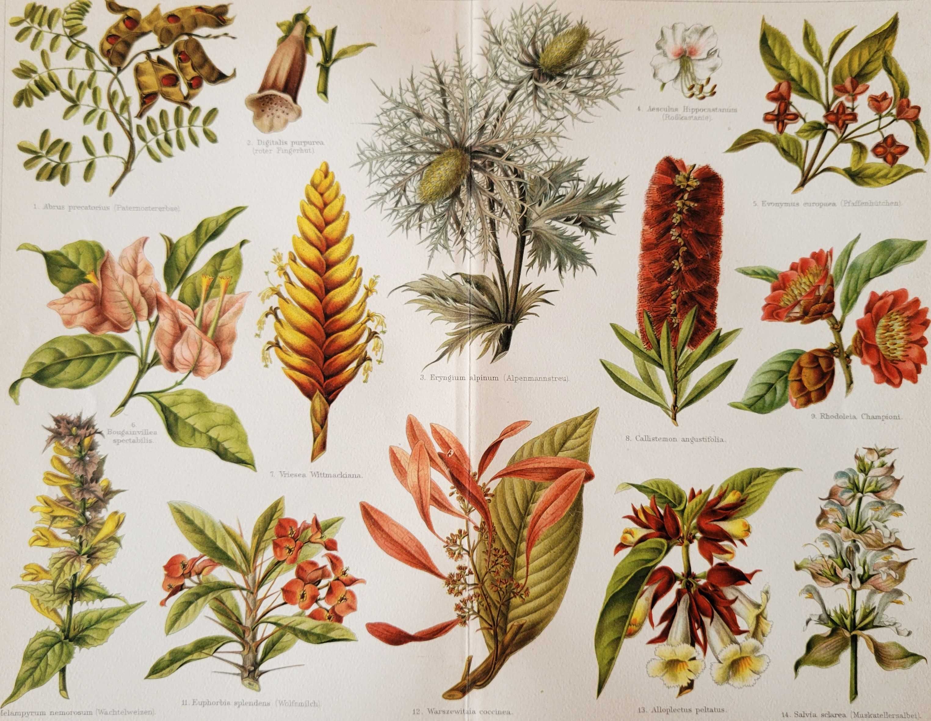Цветы Старинная литография 1895 Германия Meyers