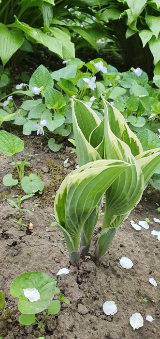Хости різних сортів
