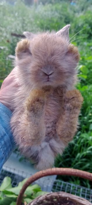 Мінні Лоп, вісловухі та інші торчевухі