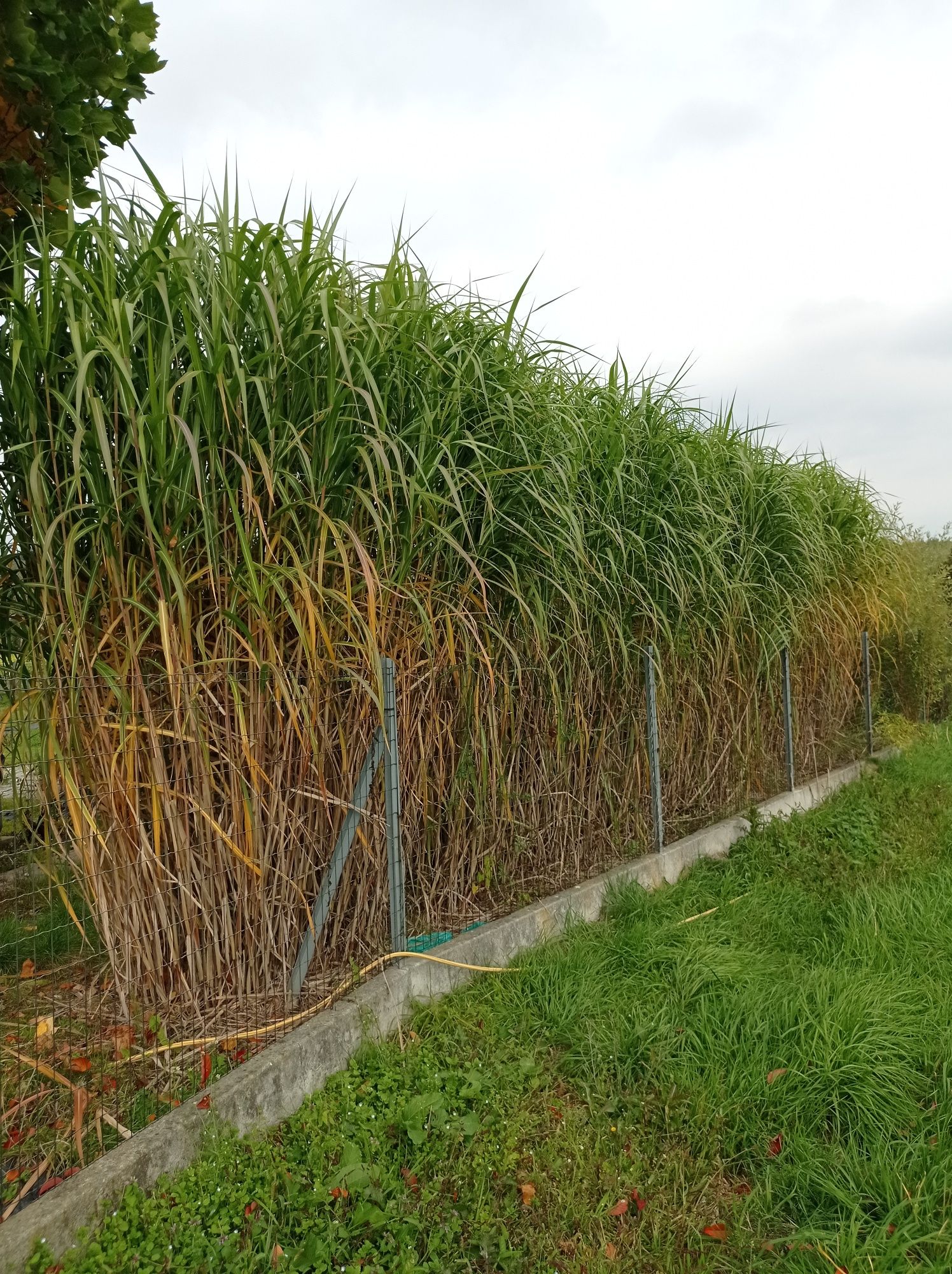 Miskant olbrzymi Miscanthus giganteus doniczka 3L