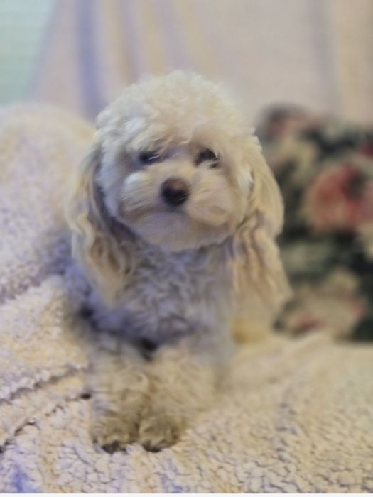 Pudel toy 8mcy suczka 1,5kg