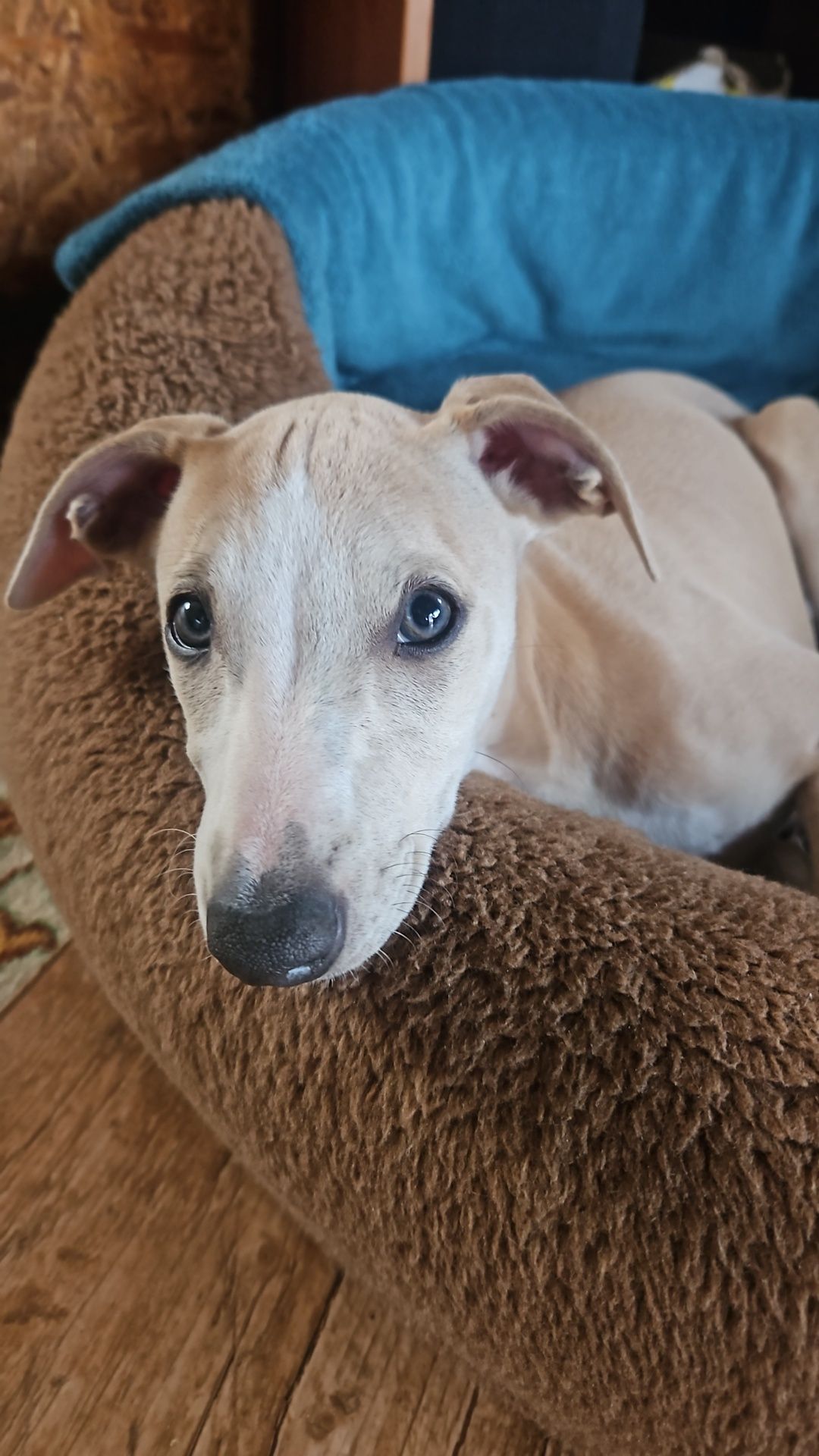 Chart angielski Whippet suczka