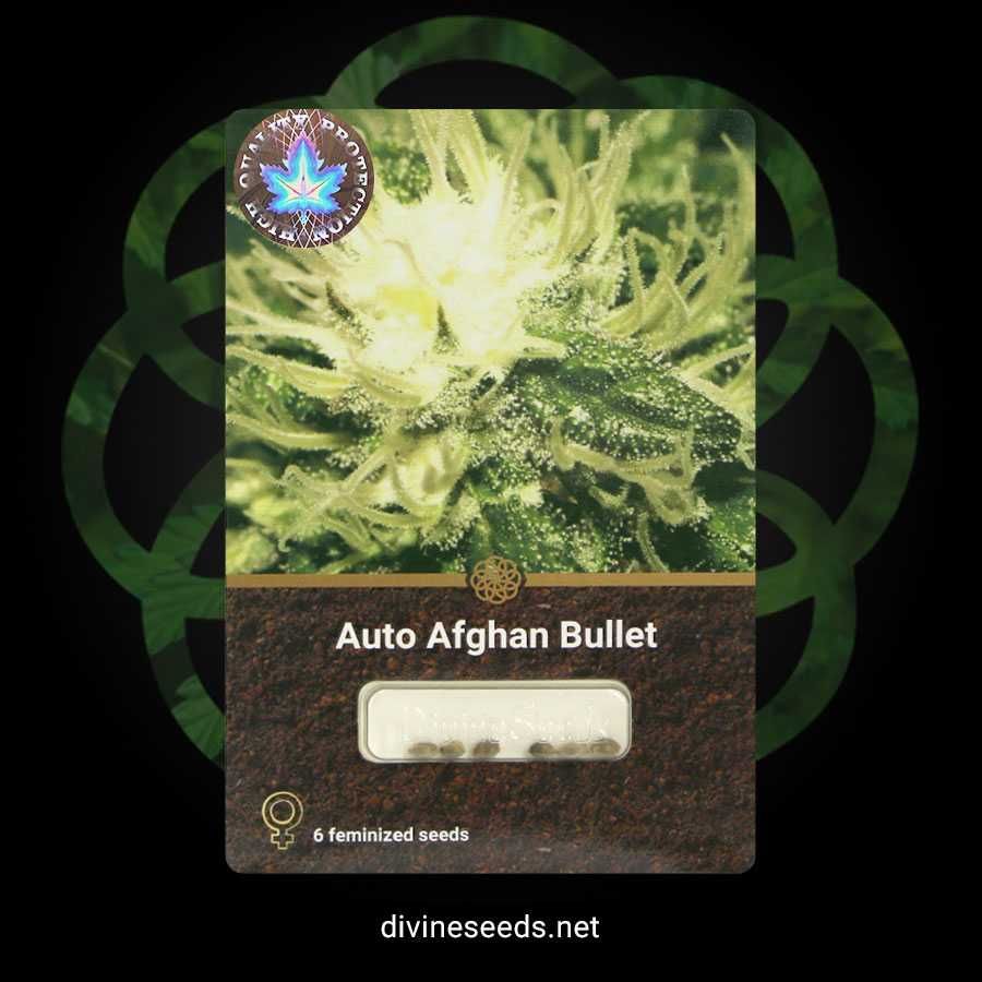 Nasiona marihuany z Kanady Auto Afghan Bullet | 100% gwarancja