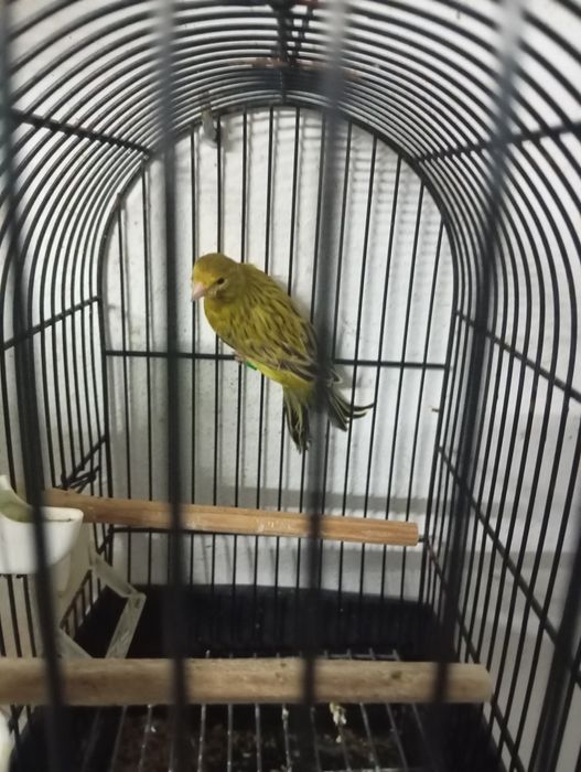 Cedo canários Ágata amarelo