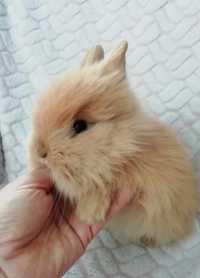 Karzełek Teddy, królik miniaturka, króliki miniaturki