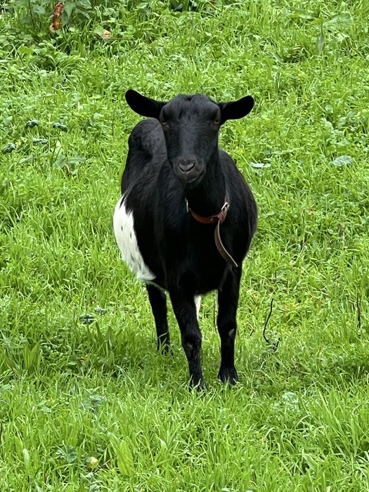 Cabra de raça grande