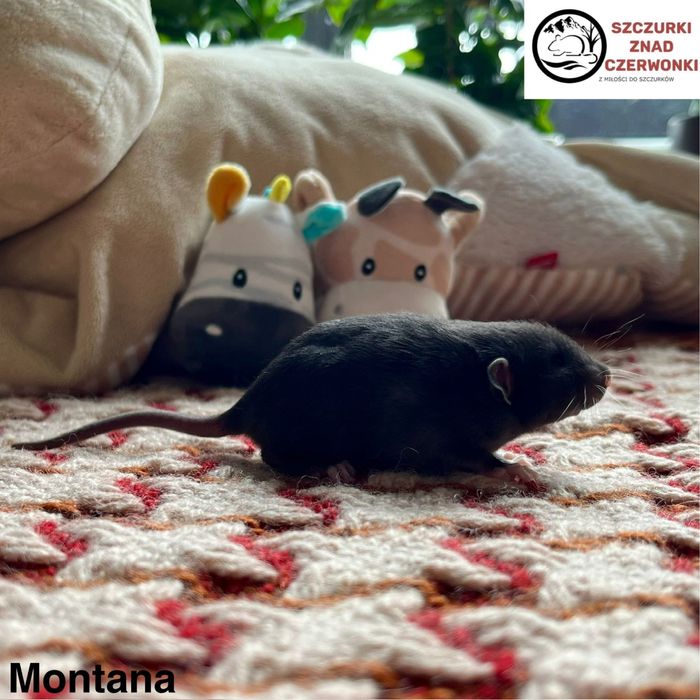 Piękne szczurki dumbo rex i standard miot M szczur szczury szczurki