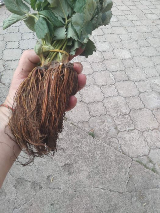 Свіжокопана та касетна розсада полуниці. Саженцы Клубники. Доставка