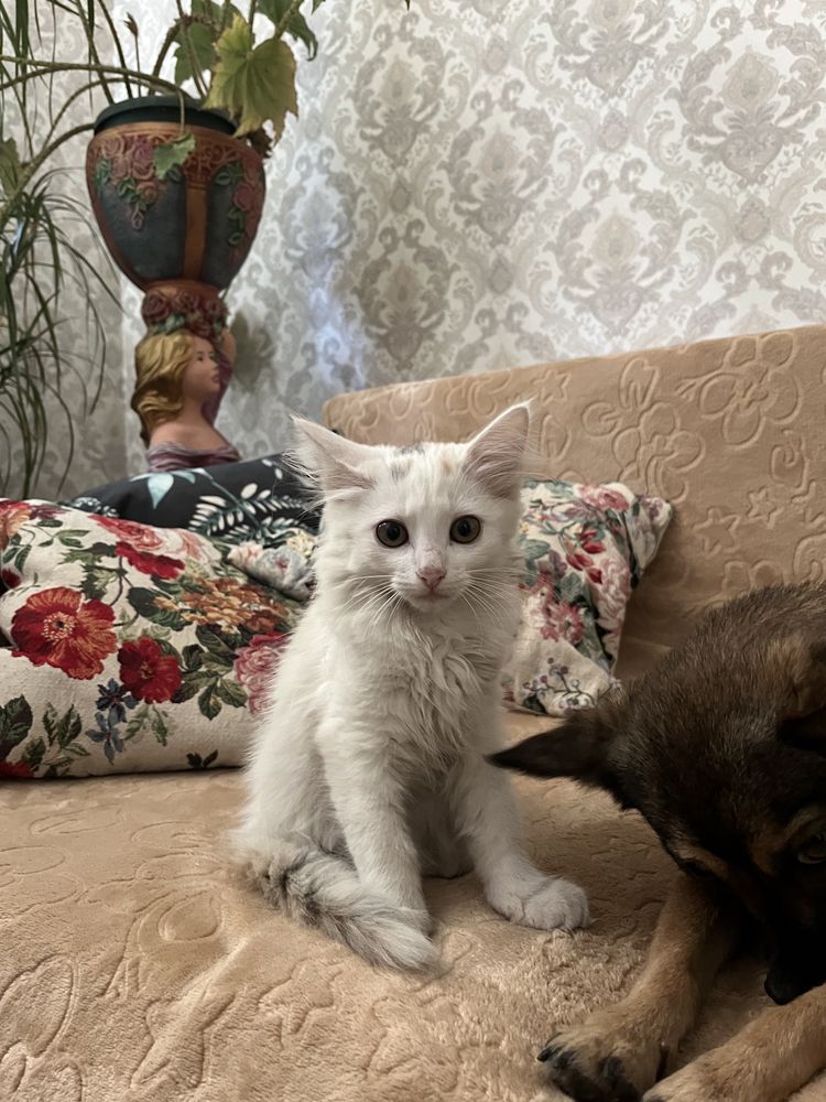 Віддам у добрі руки кошеня