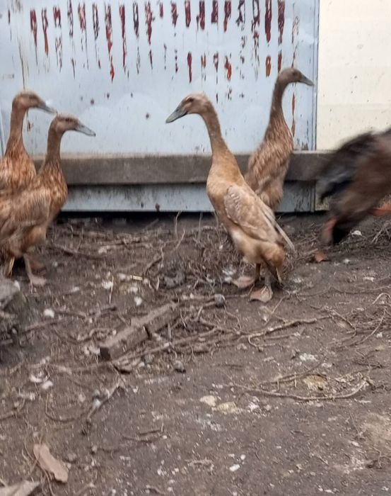 Продам сім'ю індійських бігунків