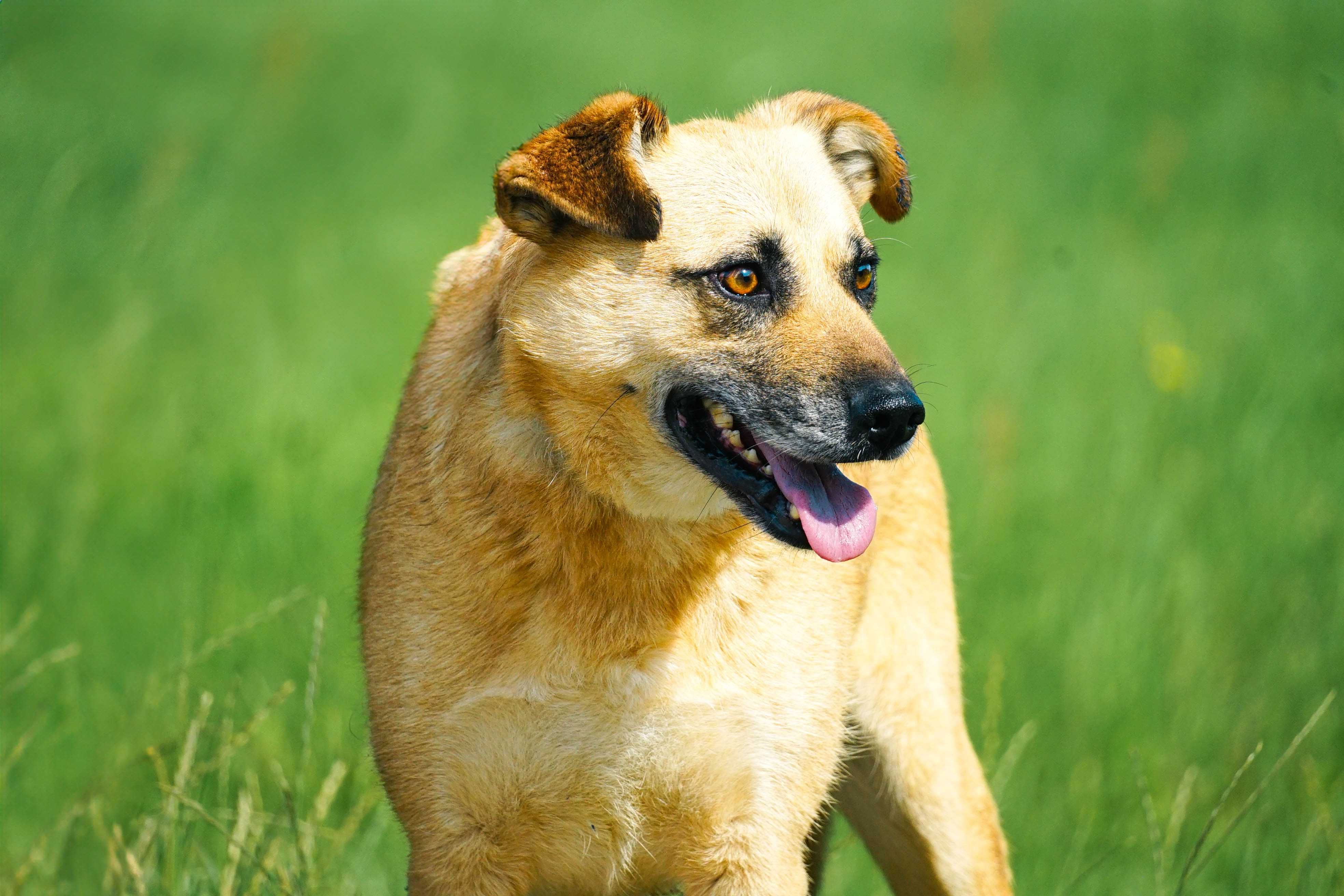 ZEFIR - śliczny, łagodny piesek w typie labradora