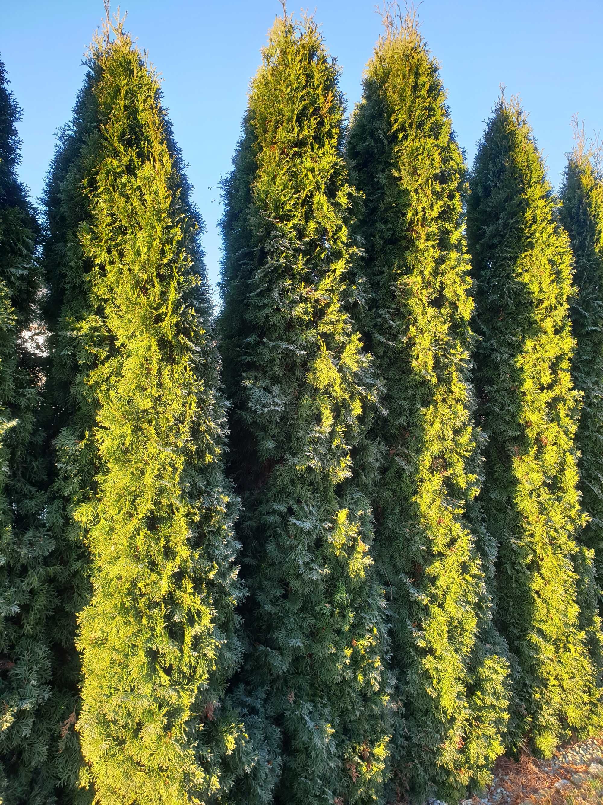 Tuja Szmaragd duża 200cm Gostyń