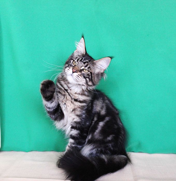 Кошенята велетнів