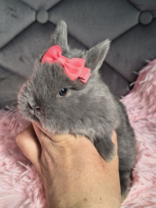 Króliki miniaturki karzełek niderlandzki