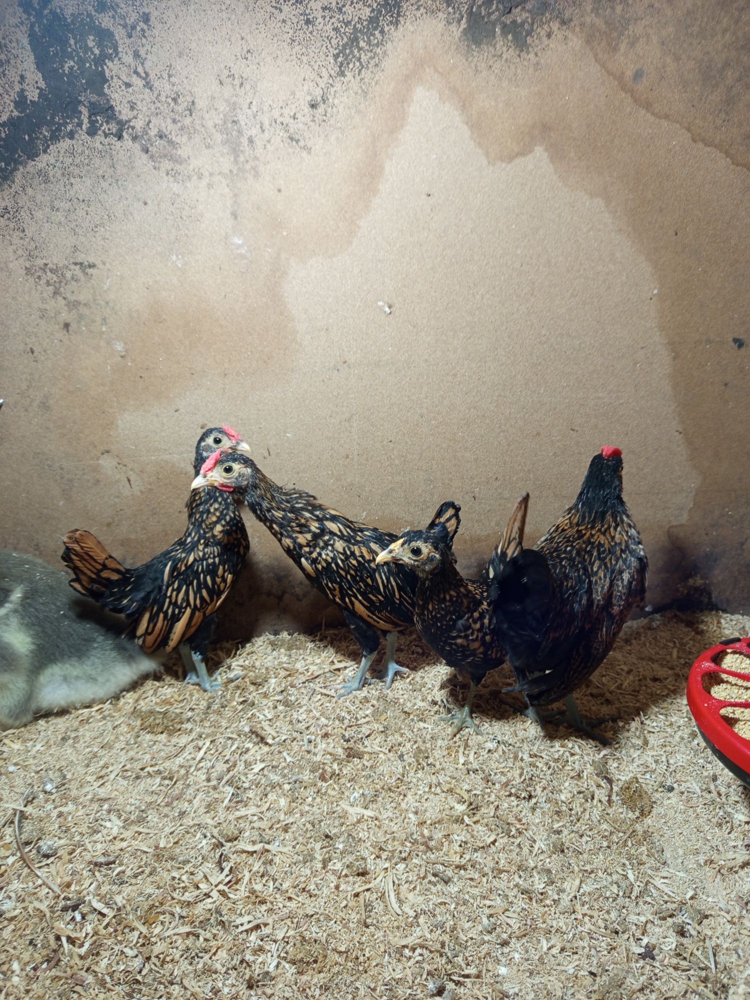 Animais de quinta