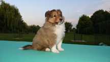 Owczarek szetlandzki, Sheltie, szczeniak, PIESEK śniady FCI