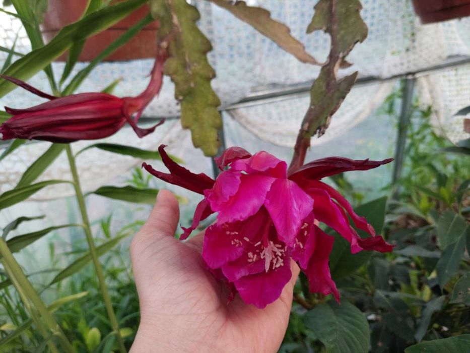 Epiphyllum Gerda. Li Hung Shan. Jennifer Ann. Sadzonki.