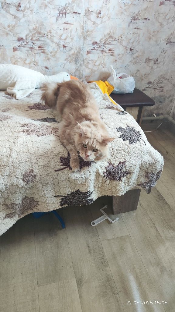 Продам мейн куна