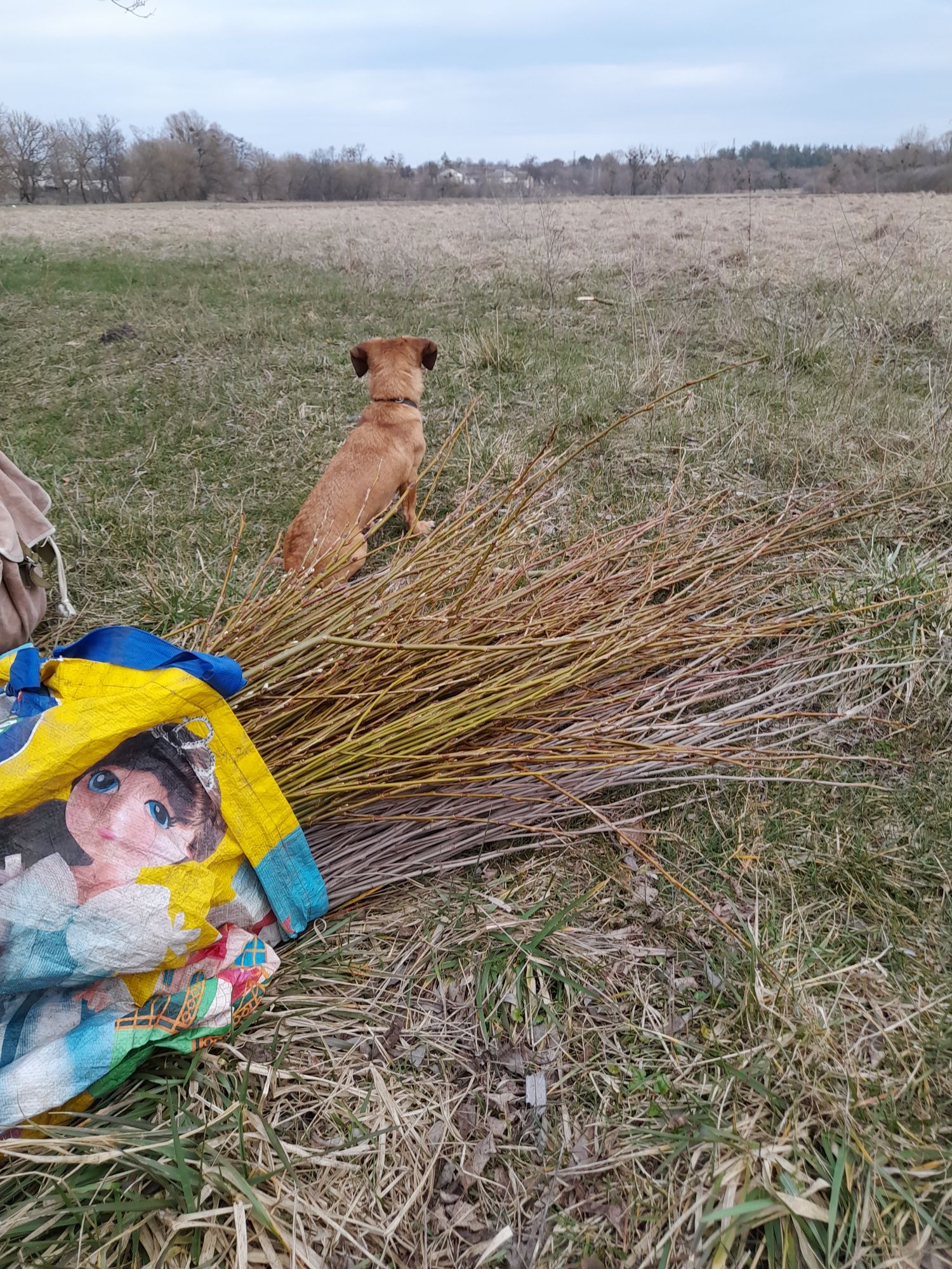 Гілочки для гризунів і пташок. Топінамбур бульби