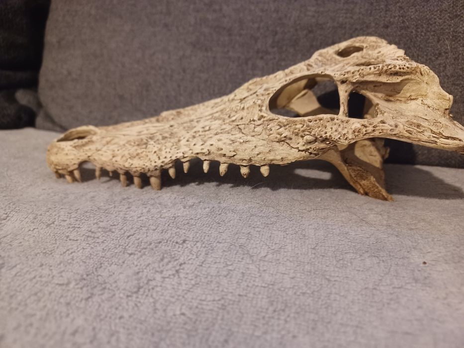 Exo terra ozdoba czaszka do terrarium