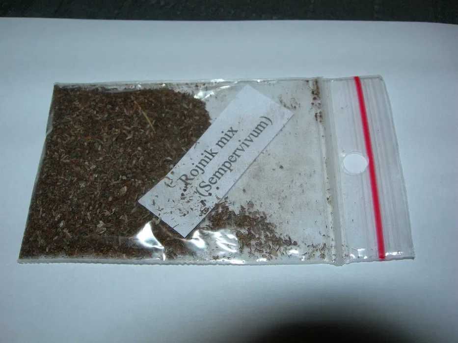 Rojnik - Sempervivum - nasiona duży pakiet