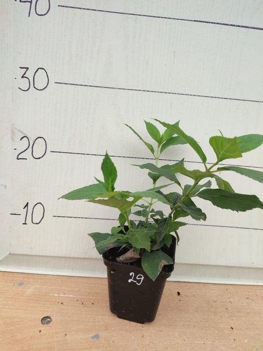 Гортензія волотиста різні сорти