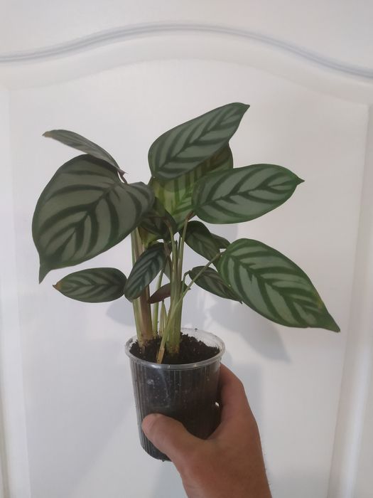 Калатея Руфібарба Ктенанта