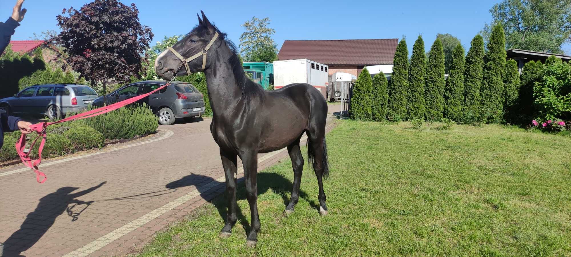 Źrebak Ogier Śląski koń konie ogierek kary