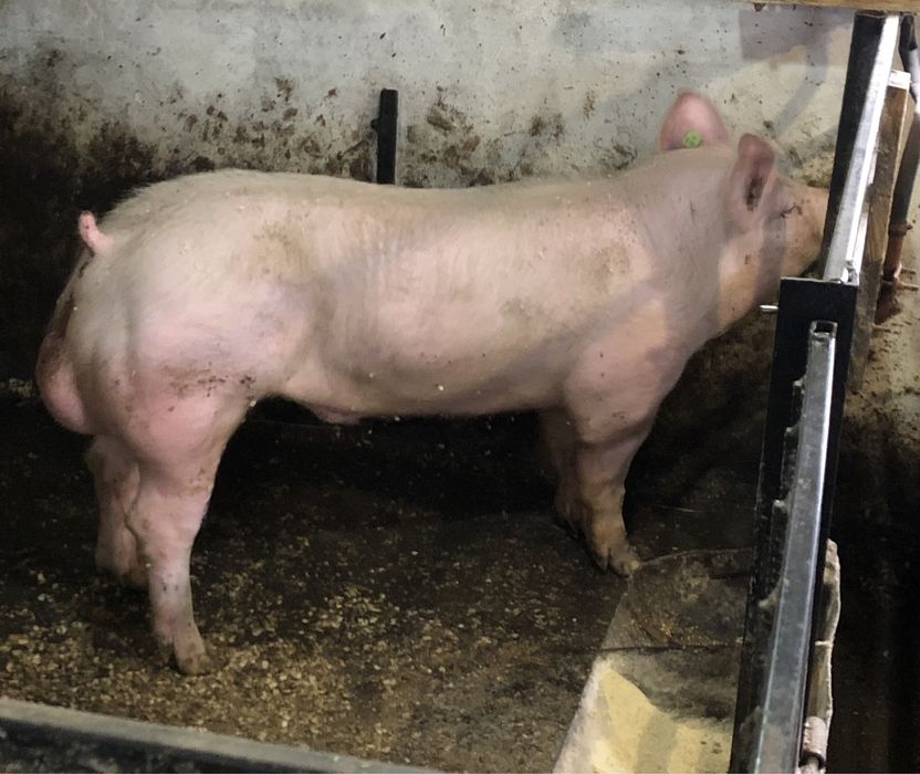 Сім’я високопродуктивних хряків.