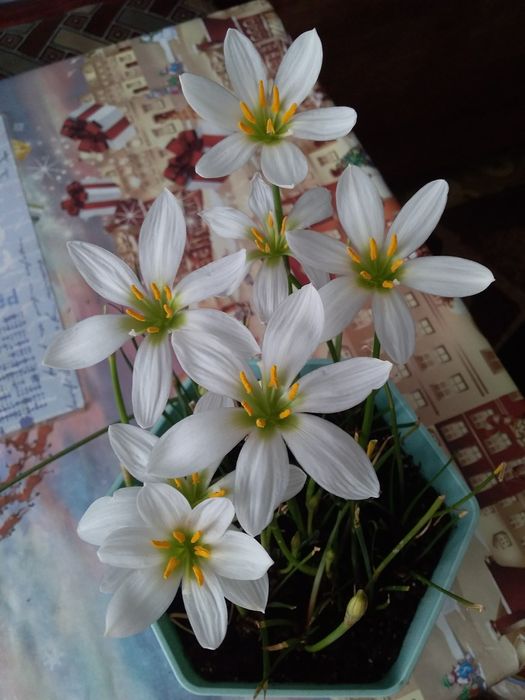 Комнатный нарцыс (луковицы)