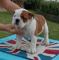 Bulldog Inglês (Lop, afixo)( negociável)