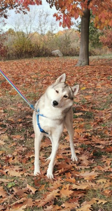 Axel młody, uroczy i wymagający