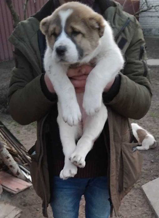 Продам цуценят алабая