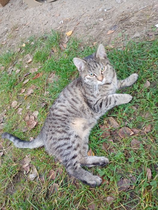 Oddam  wyrzucone kotki